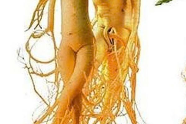 CÂU CHUYỆN VỀ NGƯỜI CHA VÀ CỦ NHÂN SÂM 20 NĂM.